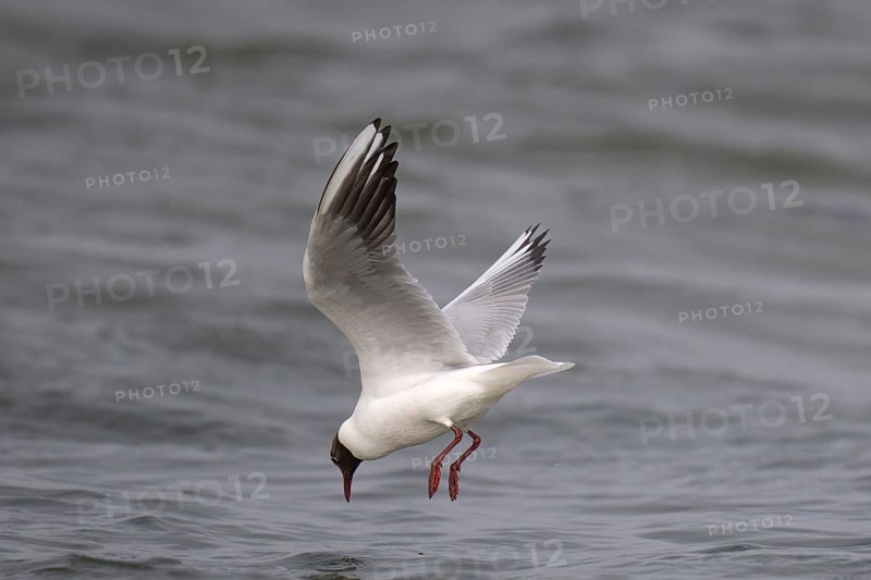 Black-headed gull (Chroicocephalus ridibundus) in summer plumage, looking for small fish, near Hvide Sande, Ringkøbing Fjord, North Sea, Denmark