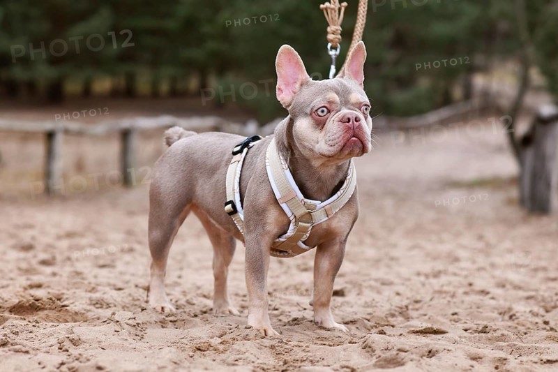 New Shade Isabella orange Tan colored French Bulldog with Y shaped dog harness and leash standing in sand