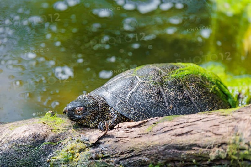 A European pond turtle (Emys orbicularis), rests on a log lying in a pond