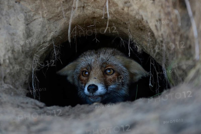 Red Fox (Vulpes vulpes) watching out of its fox's den, hole, burrow, careful, attentive, funny close-up, Europe, nature, wildlife, North Rhine-Westphalia, Germany, Europe