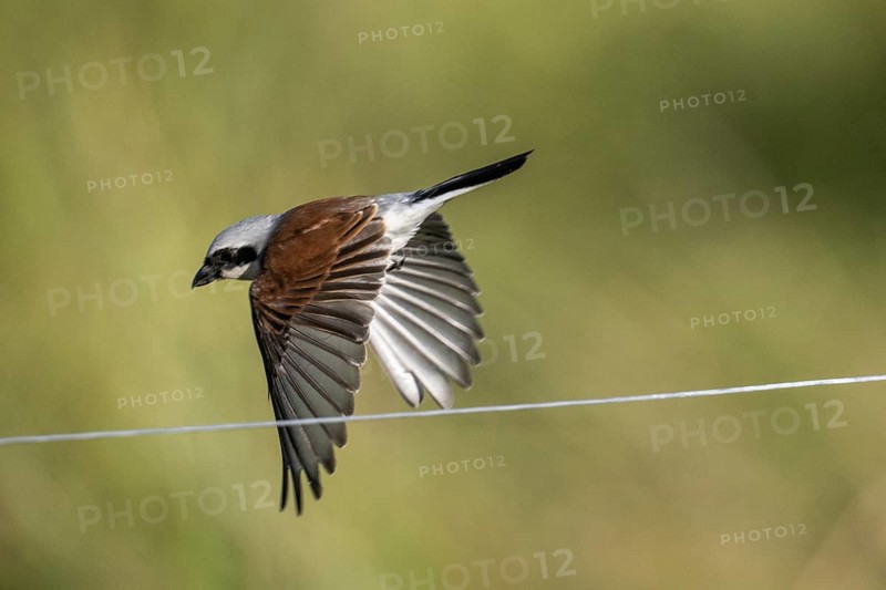 Red-backed shrike (Lanius collurio), Emsland, Lower Saxony, Germany