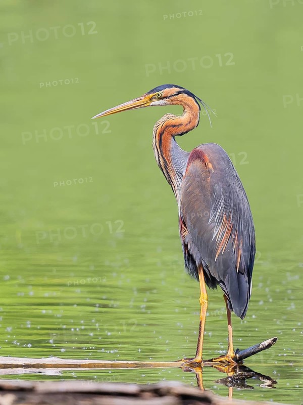 Purple heron (Ardea purpurea), standing on a branch in the water, wildlife, birds, heron, rare breeding bird, migratory bird, Waghäusel, Baden-Württemberg, Germany