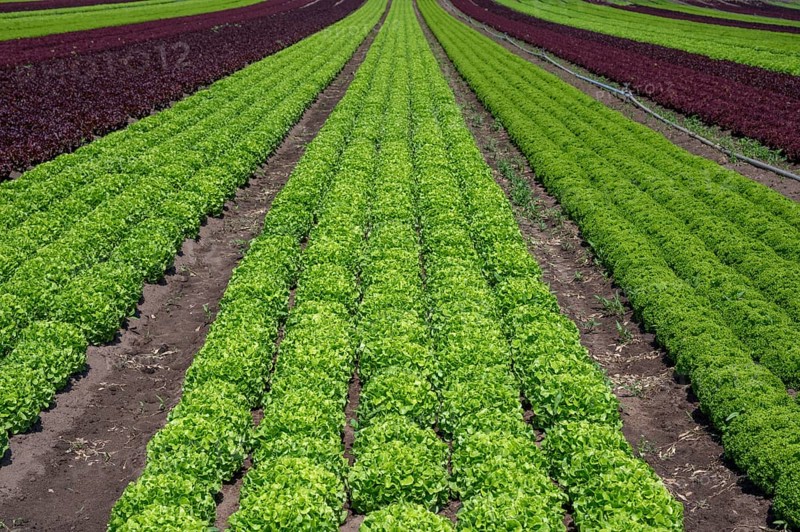 Lettuce cultivation in Knoblauchsland, early vegetable cultivation, urban area Nuremberg, Fürth Erlangen, Middle Franconia, Bavaria, Germany