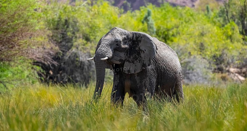 Desert elephants in the riverbed of the Ugab River, Brandberg, Namibia