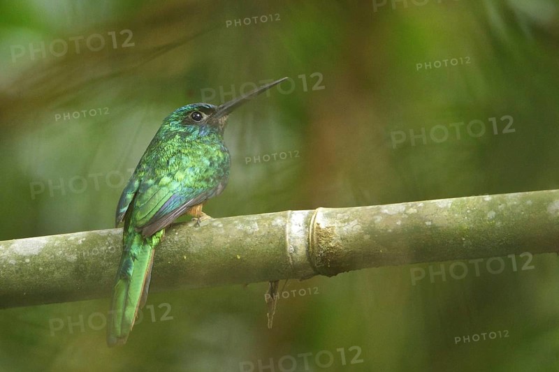 Bluish-fronted Jacamar (Galbula cyanescens), Manu National Park, Peru