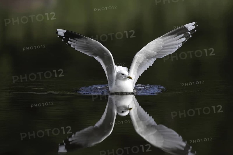 Mew Gull (Larus canus) flying, Sweden
