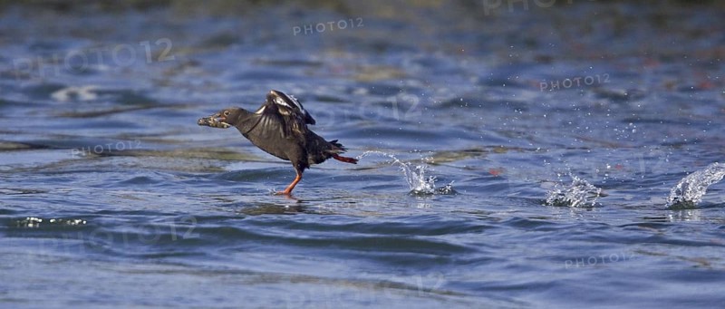 Pigeon Guillemot (Cepphus columba) flying, Washington, USA