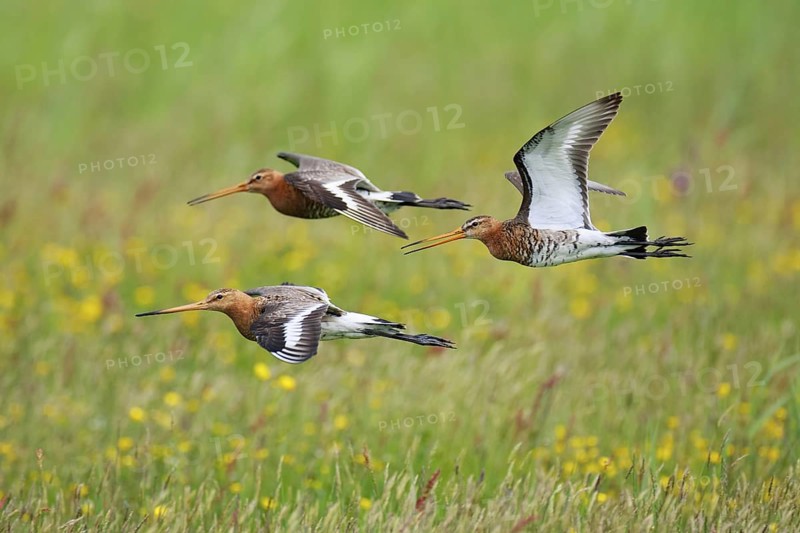 Black-tailed Godwit (Limosa limosa) flying, Texel, Netherlands