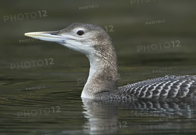 Yellow-billed Loon (Gavia adamsii), British Columbia, Canada