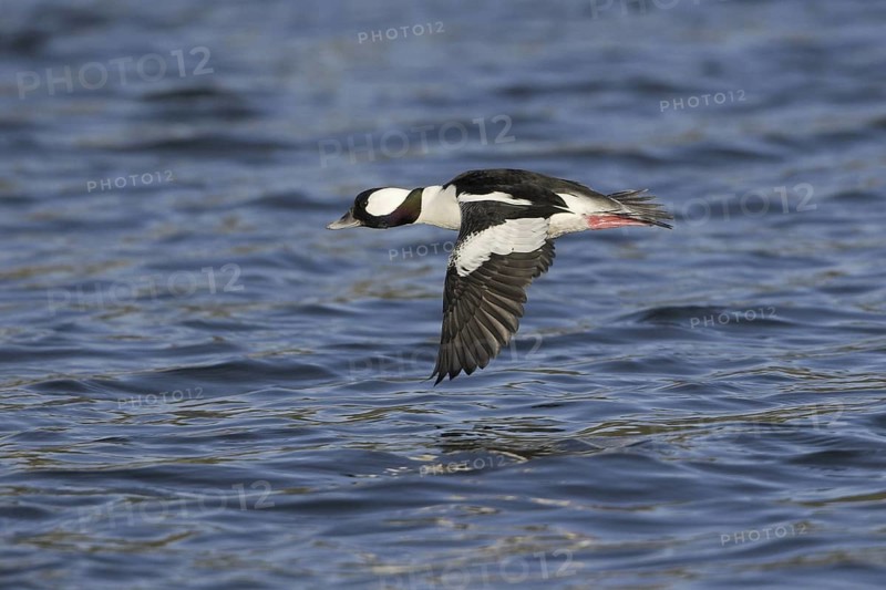 Bufflehead (Bucephala albeola) male, British Columbia, Canada