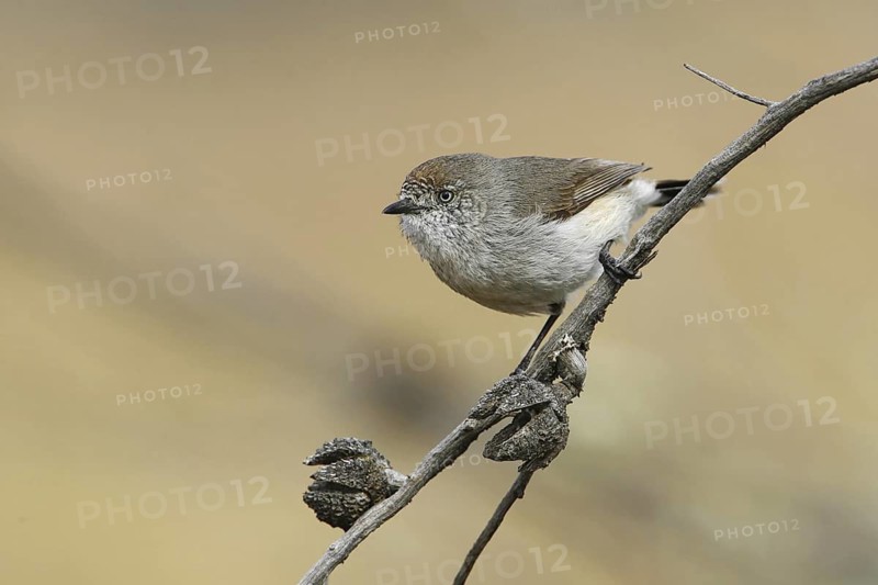 Chestnut-rumped Thornbill (Acanthiza uropygialis), New South Wales, Australia
