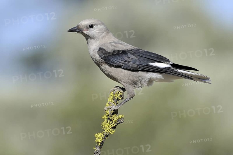 Clark's Nutcracker (Nucifraga columbiana), Alberta, Canada
