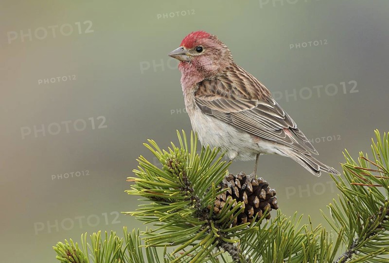 Cassin's Finch (Haemorhous cassinii) male, Oregon, USA
