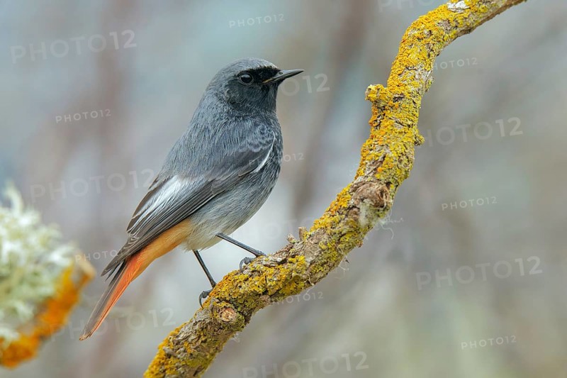 Black Redstart (Phoenicurus ochruros) male, Abruzzo, Italy