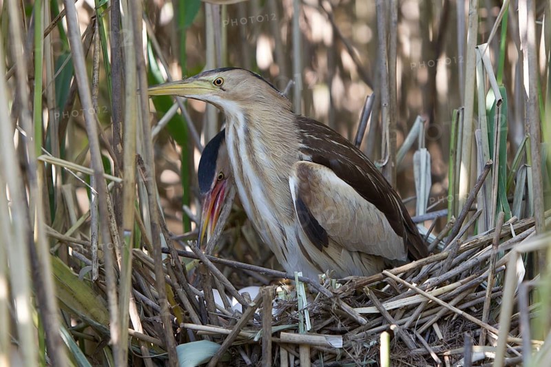 Little Bittern (Ixobrychus minutus) pair at nest, Nizhegorodskaya, Russia