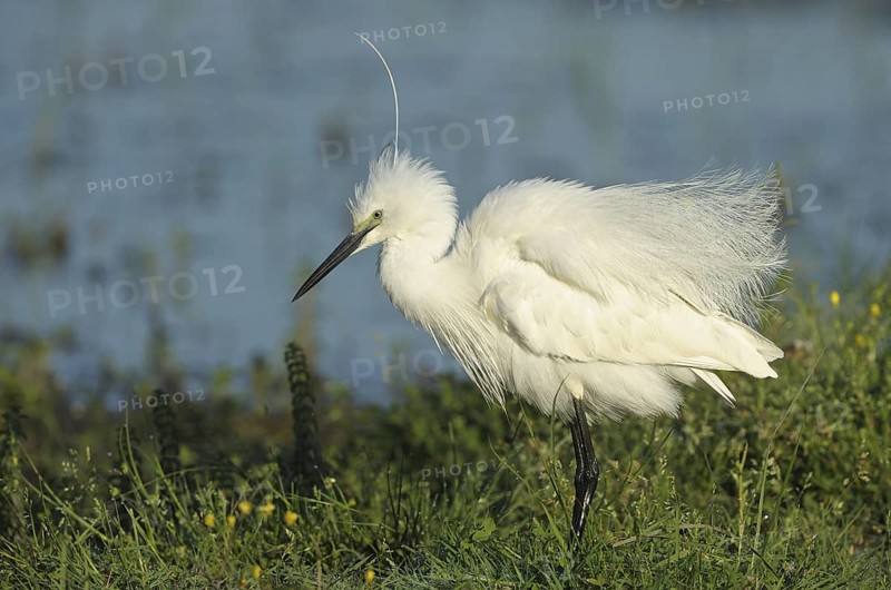 Seidenreiher (Egretta garzetta) Little Egret