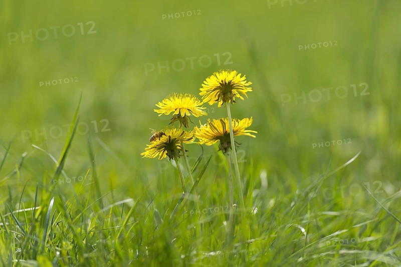 Dandelion Flower on the Green Field with Grass and a Bee in a Sunny Summer Day in Locarno, Ticino, Switzerland