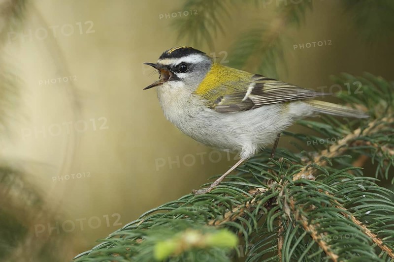 Common Firecrest (Regulus ignicapilla) singing, Baden-Wuerttemberg, Germany