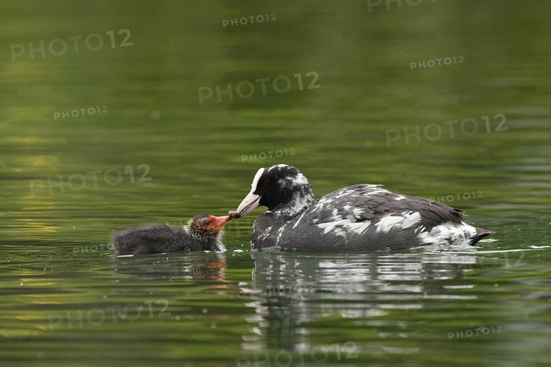 Eurasian Coot (Fulica atra) juvenile, St. Gallen, Switzerland