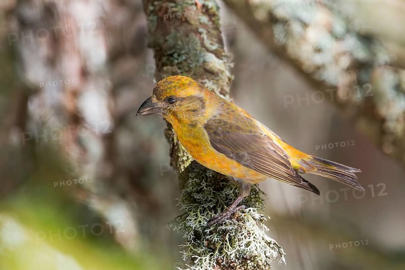 Red Crossbill (Loxia curvirostra) male, Bavaria, Germany