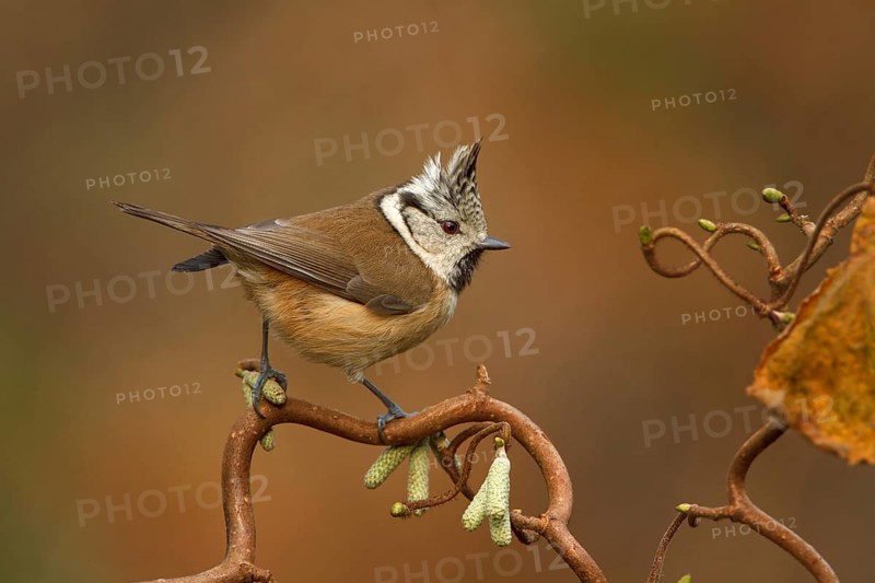European Crested Tit (Lophophanes cristatus), Utrecht, Netherlands
