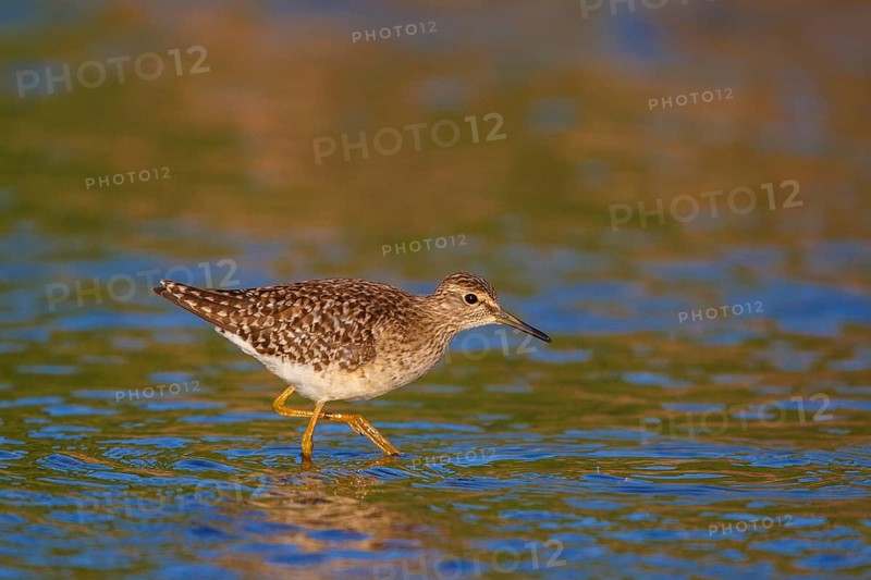 Wood Sandpiper (Tringa glareola), Greece