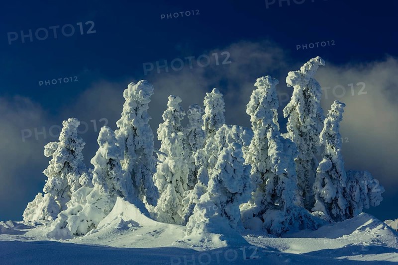 Snow-covered montane forest under rising sun at dawn, Brocken, Saxony-Anhalt, Germany