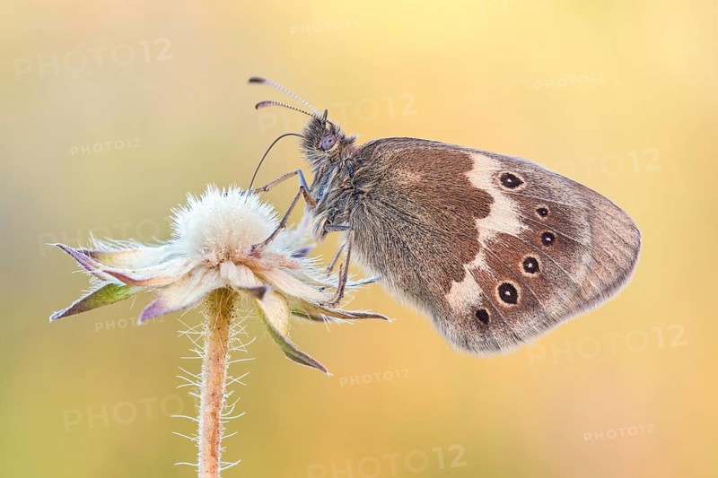 Das Große Wiesenvögelchen (Coenonympha tullia)