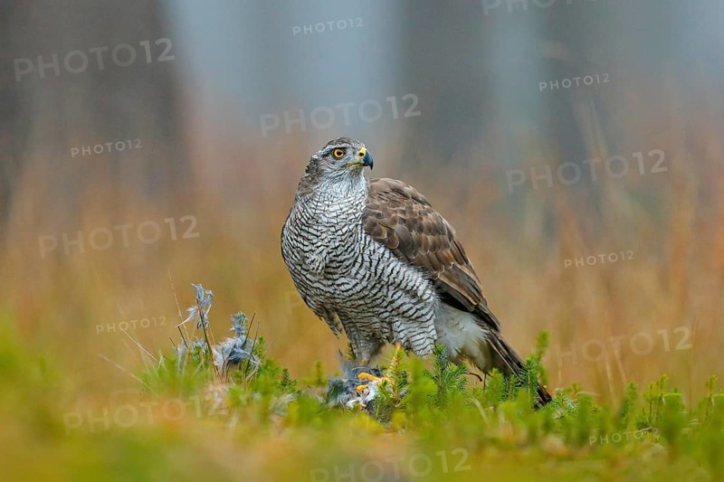 Bird of prey Goshawk with killed Eurasian Magpie on the grass in green forest. Wildlife scene from the forest. Animal behavior in Europe, Slovakia