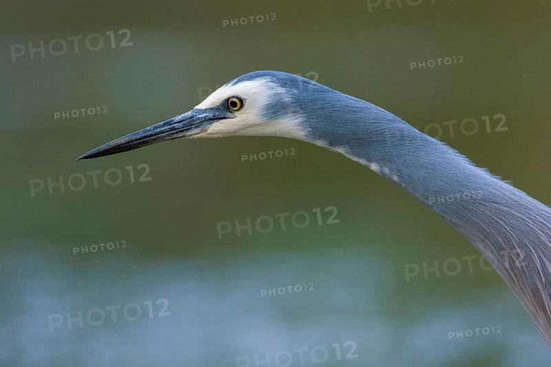 White-faced Heron (Egretta novaehollandiae), Victoria, Australia