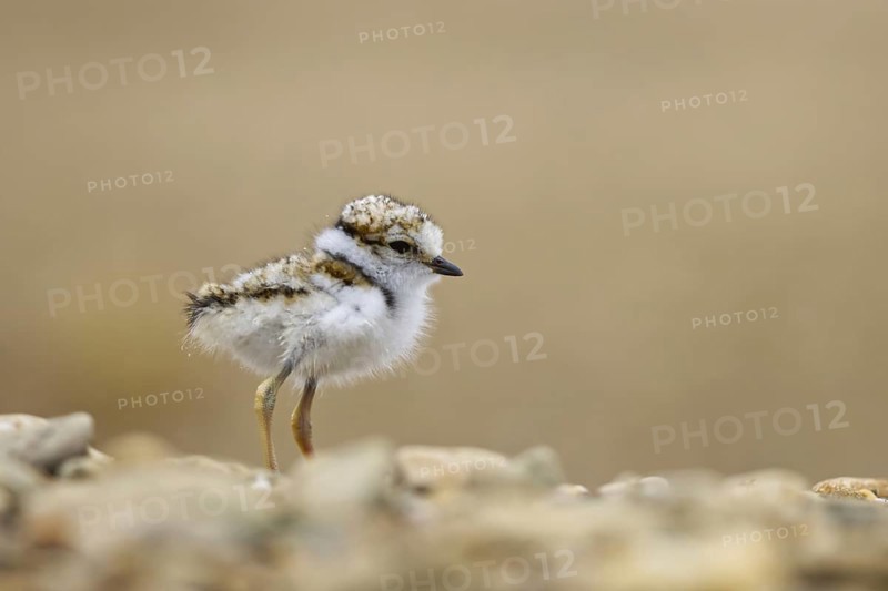 Little Ringed Plover (Charadrius dubius) chick, North Rhine-Westphalia, Germany