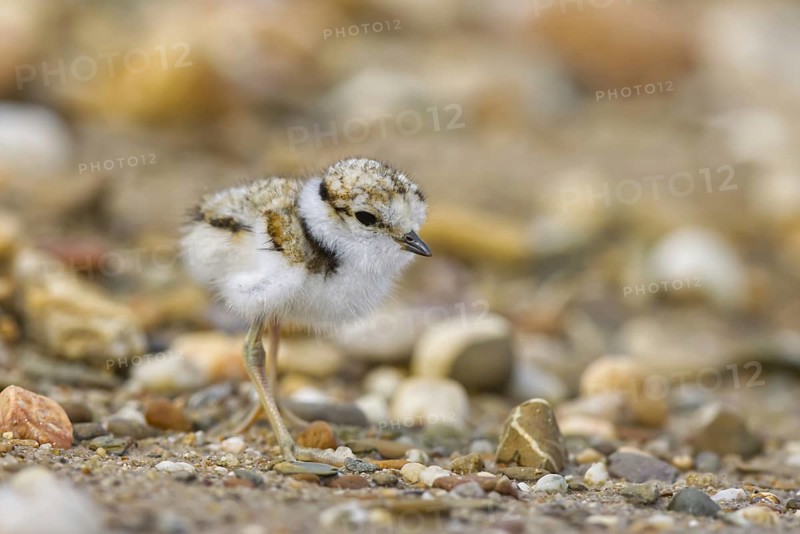 Little Ringed Plover (Charadrius dubius) chick, North Rhine-Westphalia, Germany