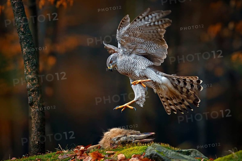 Goshawk flying, bird of prey with open wings with evening sun back light, nature forest habitat, Germany. Wildlife scene from autumn nature. Bird fly landing pn tree trunk in orange vegetation