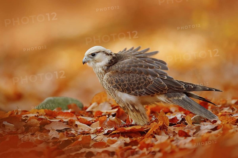 Lanner Falcon, Falco biarmicus, Africa rare bird of prey with orange leaves branch in autumn forest, Spain. Wildlife scene from nature. Autumn in orange forest. Red leaves in forest