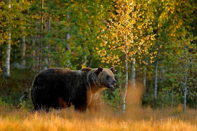 Autumn wood with bear. Beautiful brown bear walking around lake with autumn colours. Dangerous animal in nature meadow habitat. Wildlife scene, Finland. Brown bear hidden in yellow pine birch forest