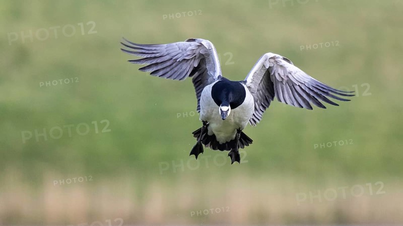 Barnacle Goose (Branta leucopsis) landing, Netherlands