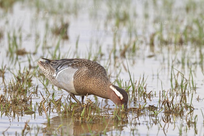 Garganey (Spatula querquedula) male, Mallorca, Spain
