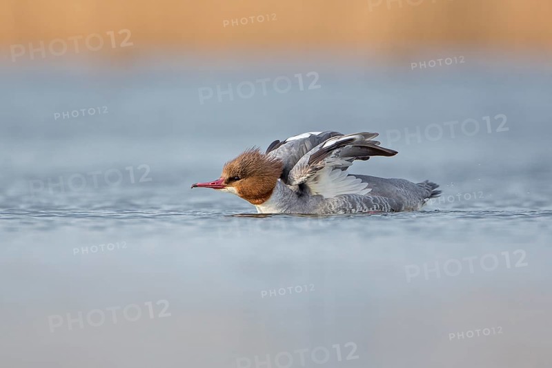 Common Merganser (Mergus merganser) female stretching, swimming on lake, Saxony-Anhalt, Germany