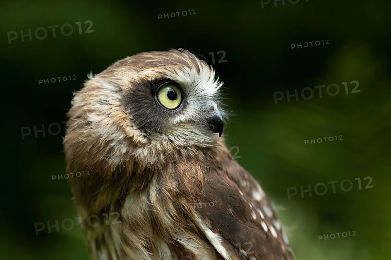 Morepork (Ninox novaeseelandiae) juvenile, captive, Germany