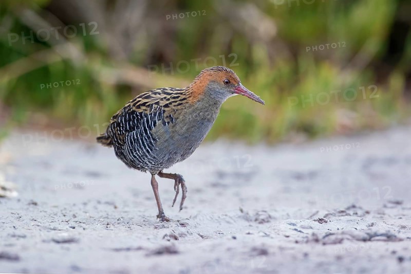 Lewin's Rail (Lewinia pectoralis) male, Victoria, Australia
