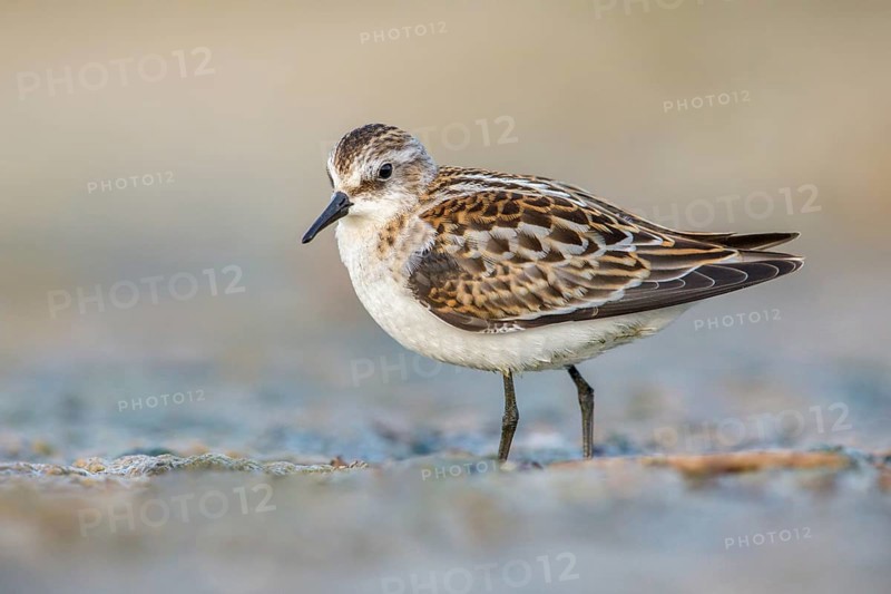 Little Stint (Calidris minuta) foraging, Poland