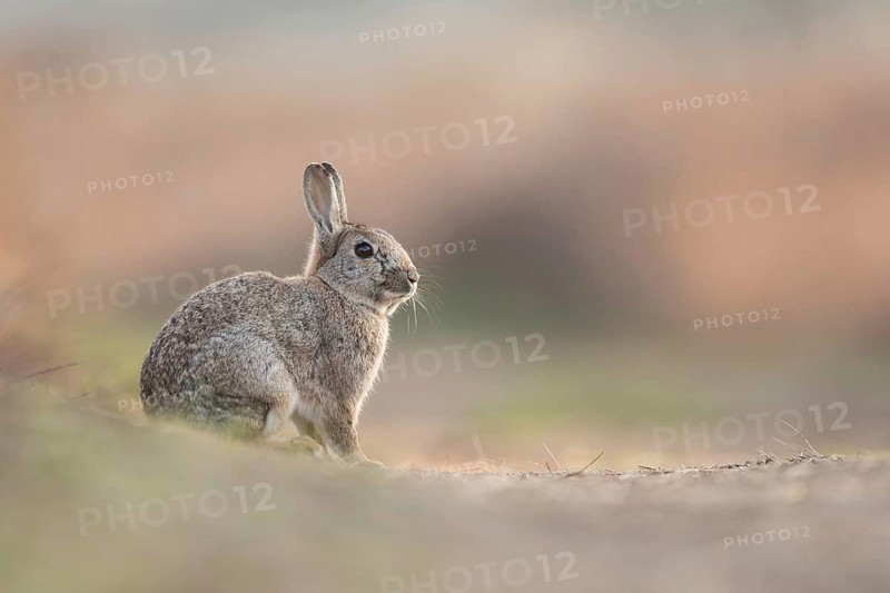 European Rabbit (Oryctolagus cuniculus) resting, Texel, Netherlands