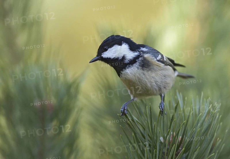 Coal Tit (Periparus ater), Mecklenburg-Western Pomerania, Germany