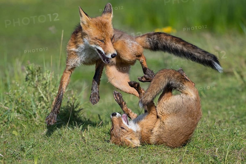 Red Fox (Vulpes vulpes) two young fighting and playing in grassland, Netherlands