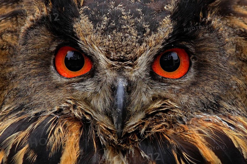 Detail face portrait of bird, big orange eyes and bill, Eagle Owl, Bubo bubo, rare wild animal in the nature habitat, Germany
