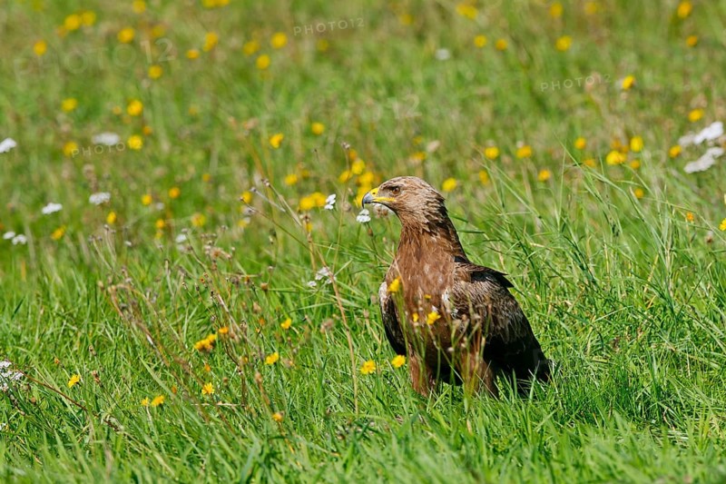 Lesser Spotted Eagle (Clanga pomarina), Mecklenburg-Western Pomerania, Germany