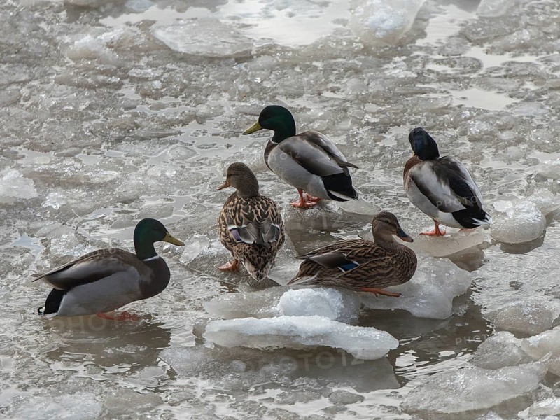 Mallard (Anas platyrhynchos) group on ice, Hamburg, Germany