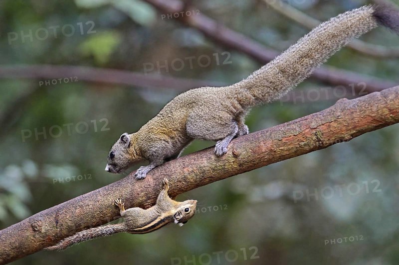 Himalaya-Streifenhörnchen (Tamiops mcclellandii) mit Graubauchhörnchen (Callosciurus caniceps) stehen zusammen auf Baumstamm nebeneinander und kopfüber, Kaeng Krachan Nationalpark, Thailand
