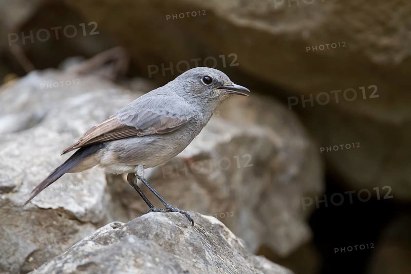 Blackstart - Schwarzschwanz - Cercomela melanura ssp. neumanni, Oman