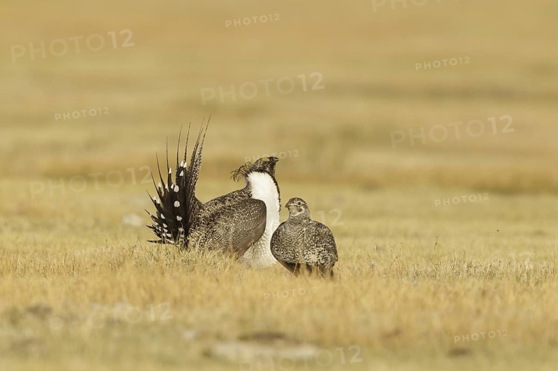 Sage Grouse (Centrocercus urophasianus), California, USA